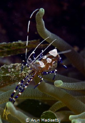 P Yucatinicus the spotted cleaner shrimp by Arun Madisetti 